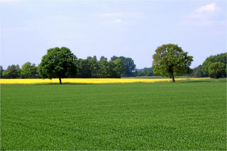 Bild "Die Umgebung:baeume_1.jpg"